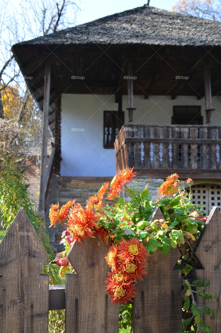 Urban nature Plants, Bulgaria