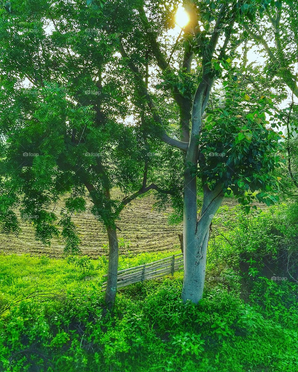 mobile series:plants