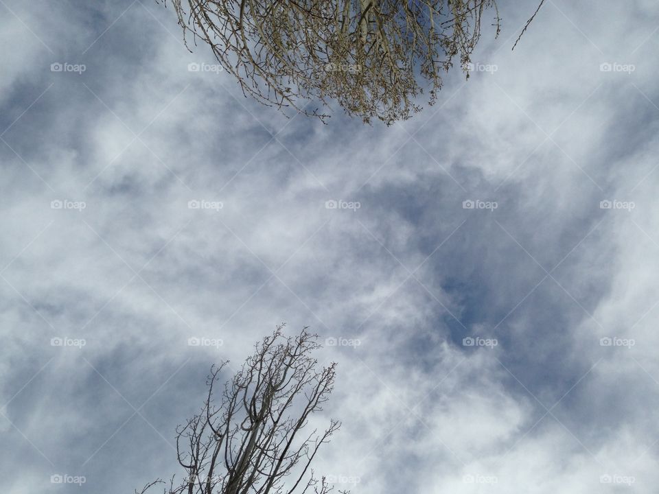 Nice view sky with trees