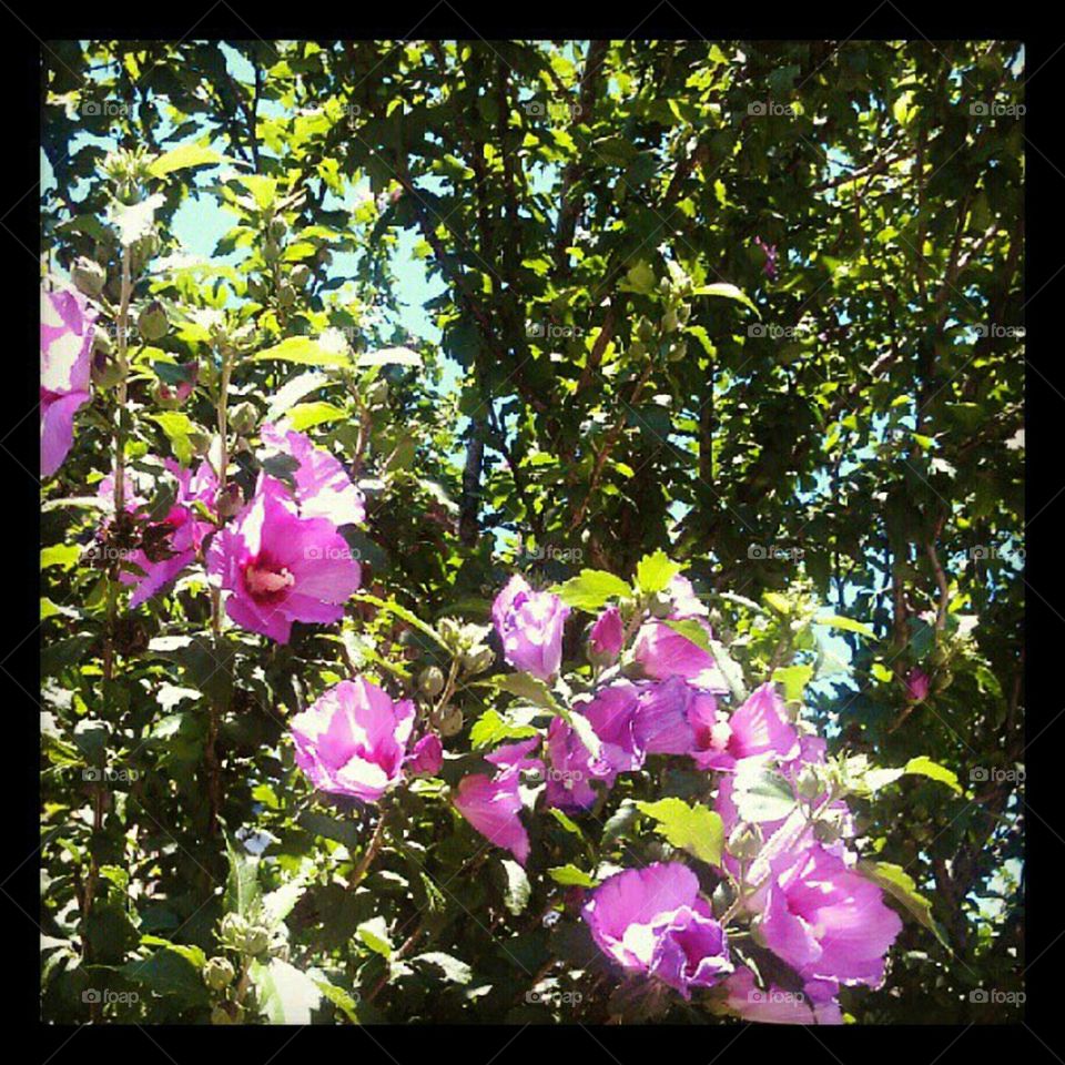 Beautiful Pink Flowers