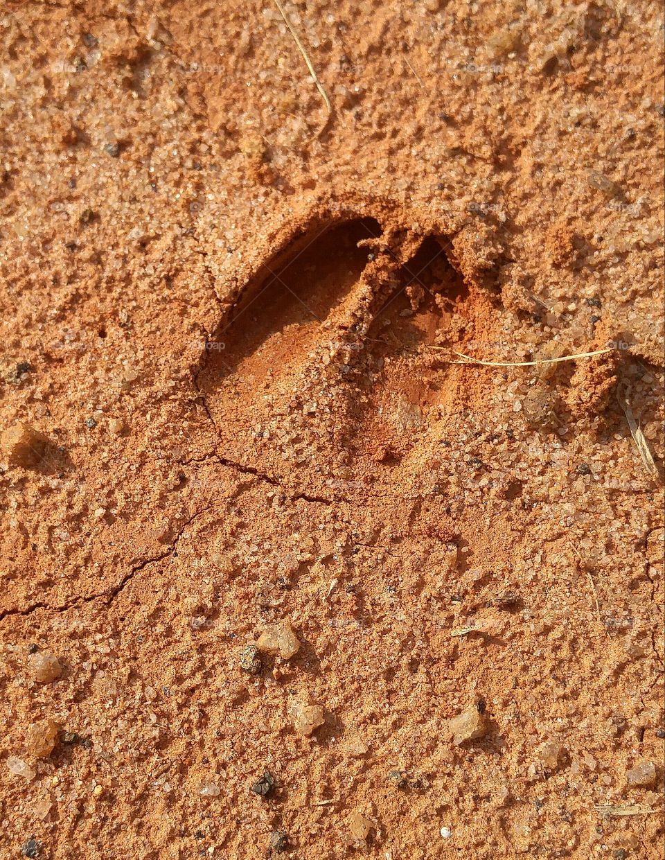 deer tracks in red clay