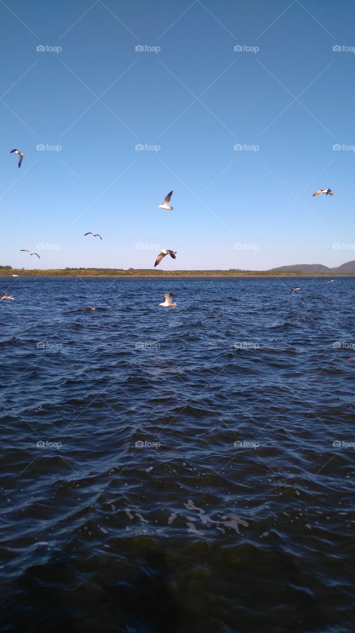 Lagoa da Conceição ✨✨🌞🌞♥♥
Florianópolis,  Brasil