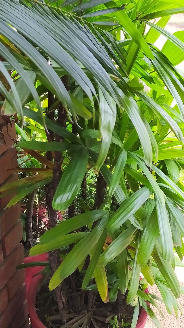 Green at its best