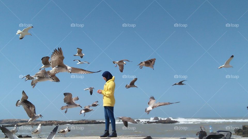 adult woman feeds seagulls bird.