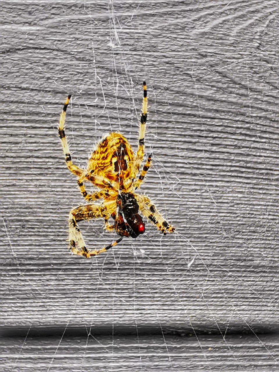Garden Spider eating a fly