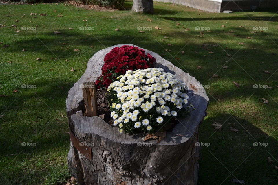 Flowers in a Log