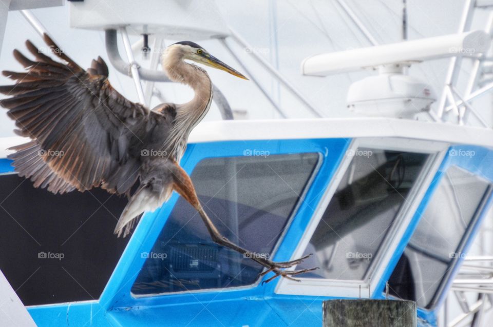 Bird landing on boat