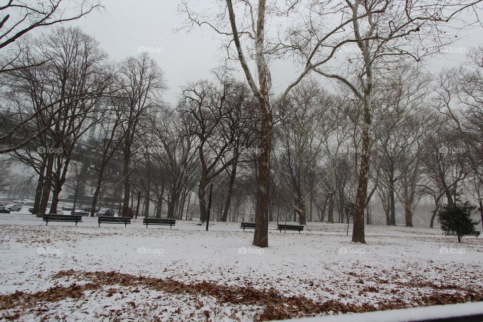 Winter, Tree, Landscape, Weather, Snow