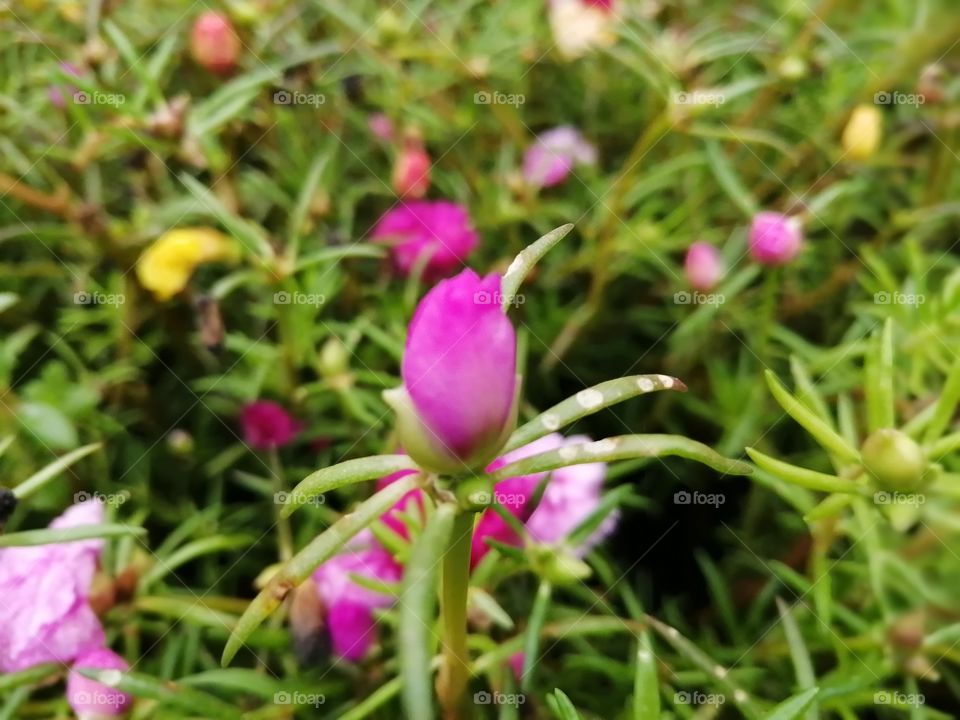 The glorious​ Mother​ Nature​: Pink and small but attractive tropical flowers for bees and babies..!