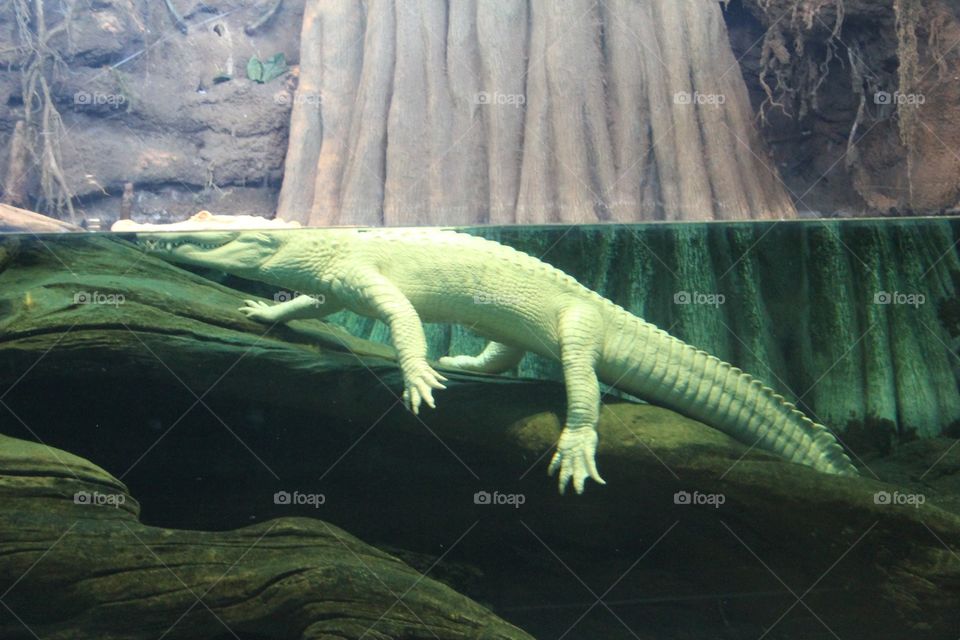 Albino alligator
