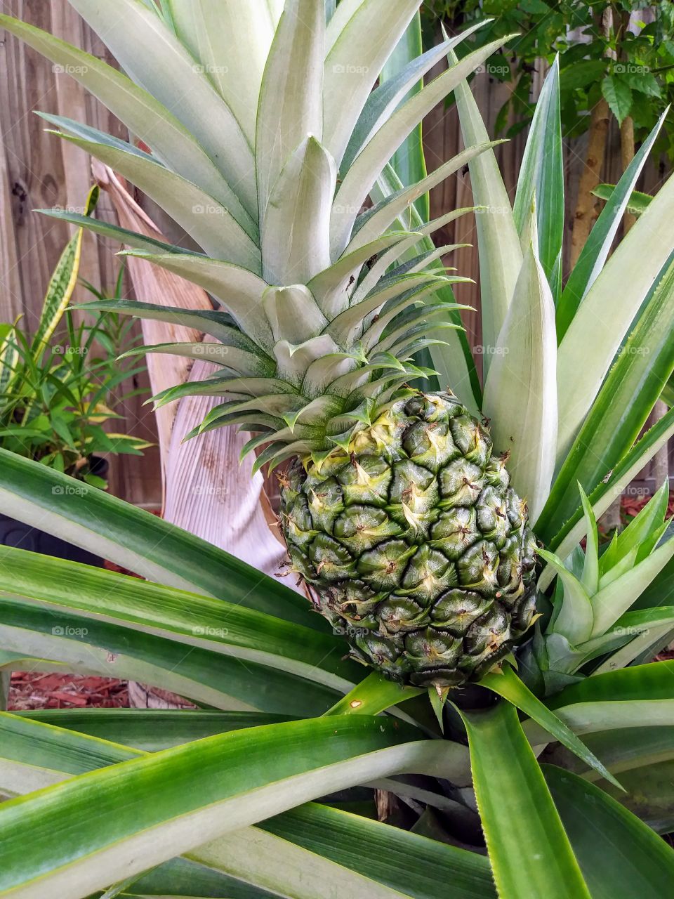 pineapple growing from ano