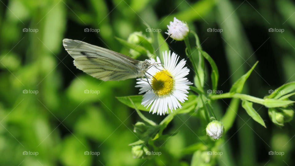 white butterfly on white flower