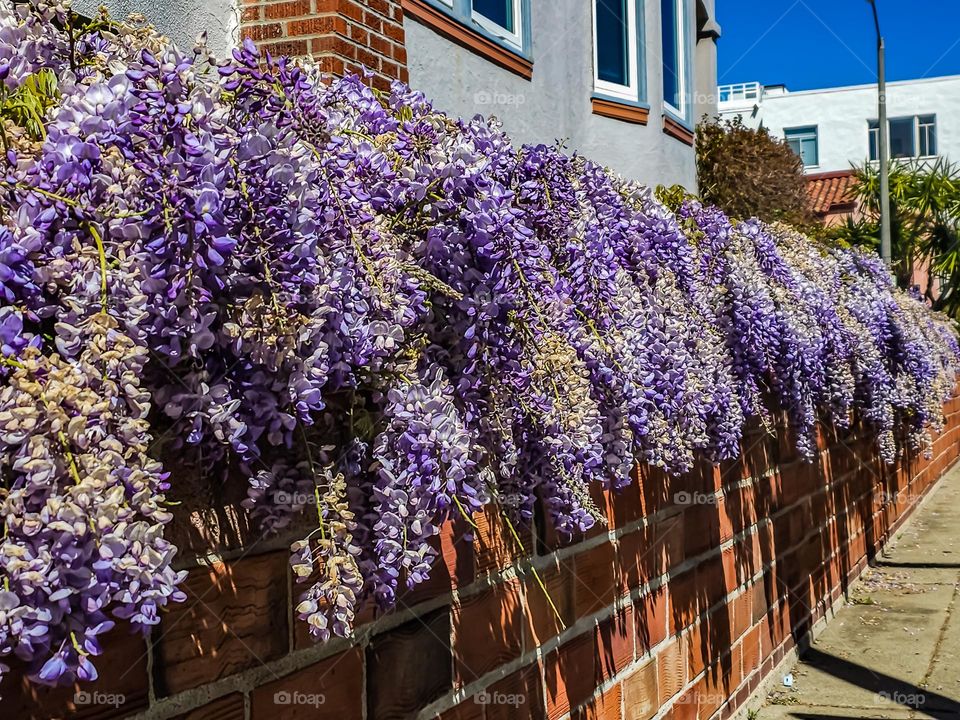 Beautiful flowering purple wisteria cascading down the side of a brick wall in San Francisco California walking down the street in the marina district.