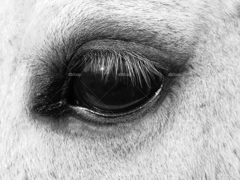 Monochromatic horse eye in shades of gray black and white