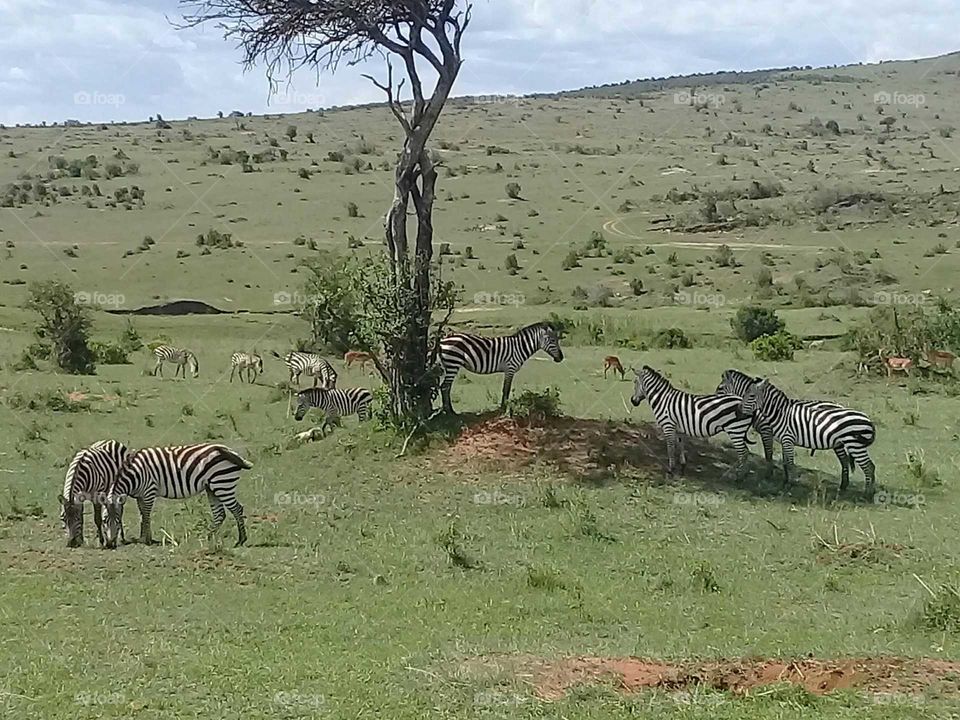 zebras in Masai Mara