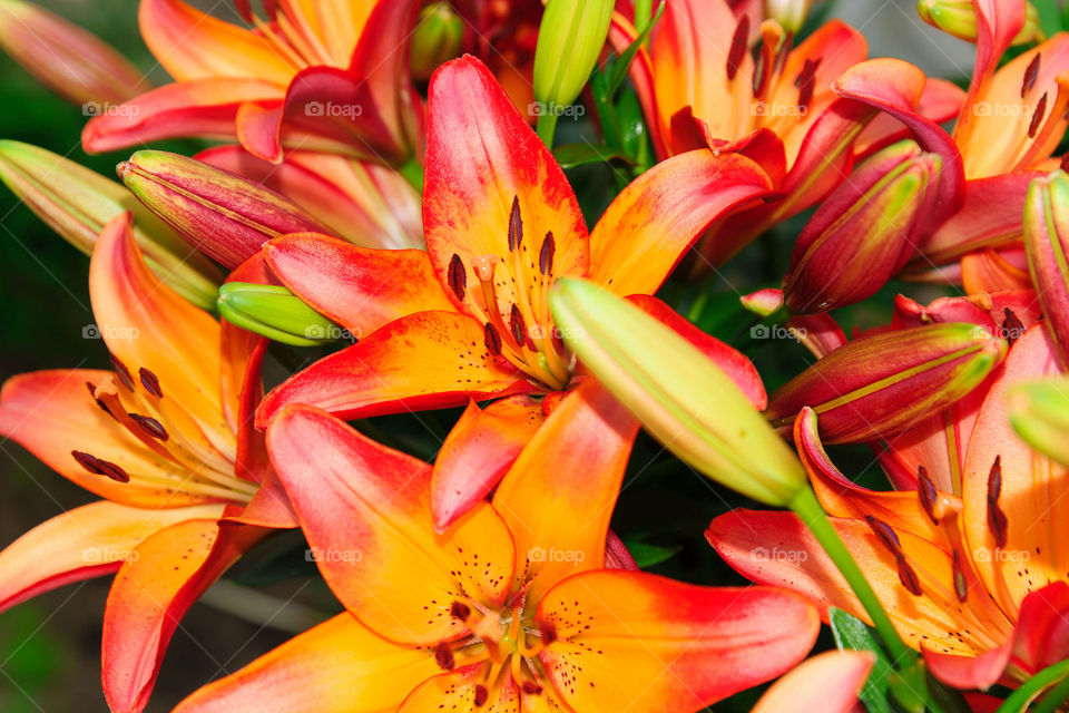 Lilies