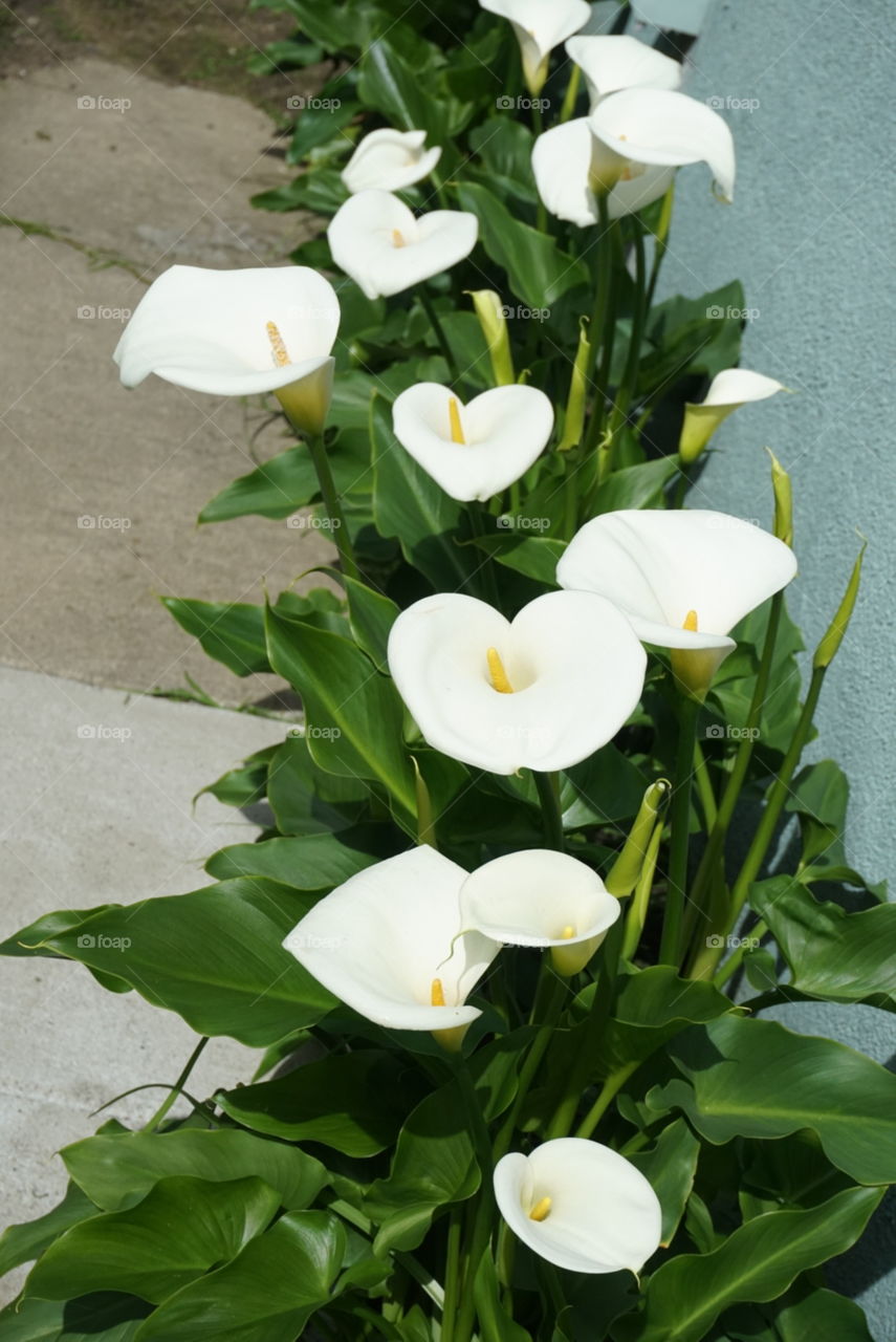 Zanredeschia Aethiopica (L.) Doreng/ Altar Lily or Arum Lily or Calla Lily
Spring 
California Flowers