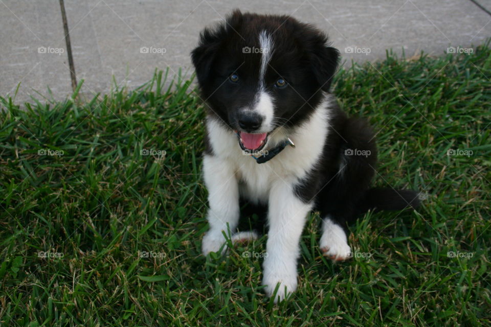 Puppy Smiling 