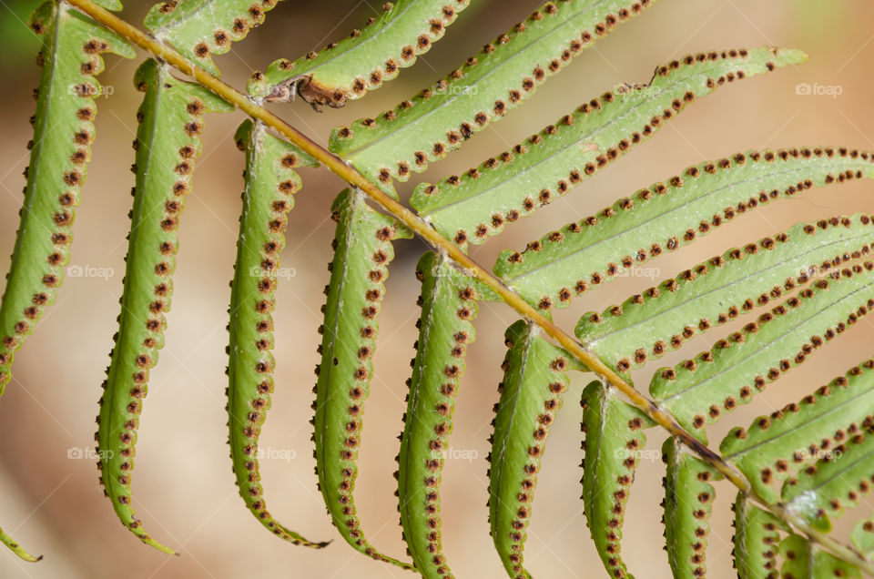 Back Of Ostrich Fern Leaf