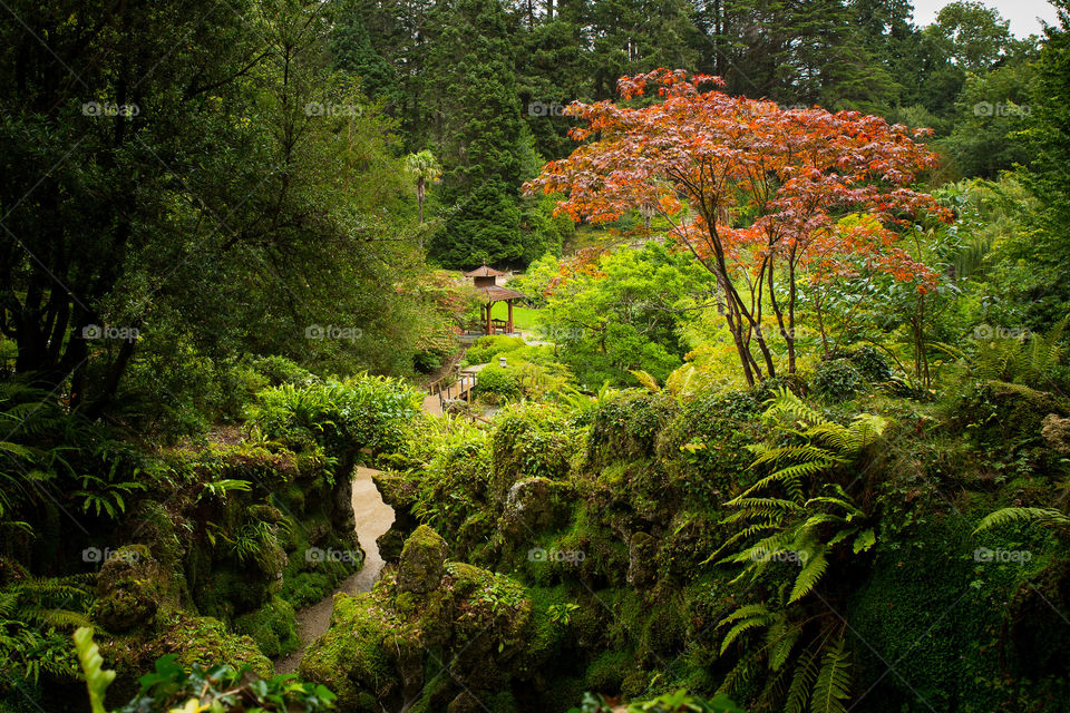 Beautiful nature in this peaceful scene of  a Japanese maple a stream and summer house with green plants and moss