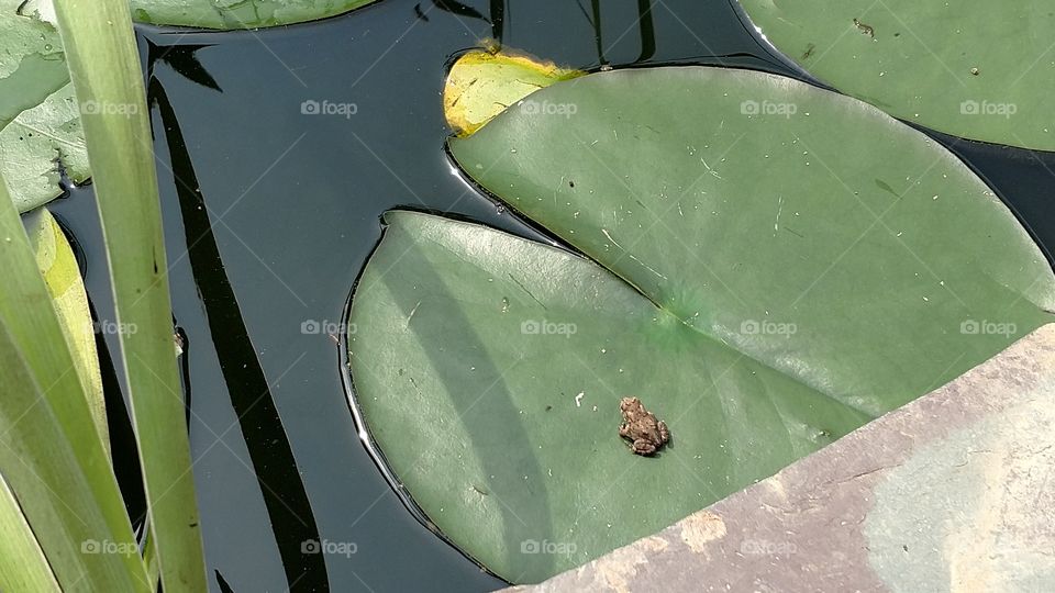 Zoom in: Tiny toad on large lily pad.
