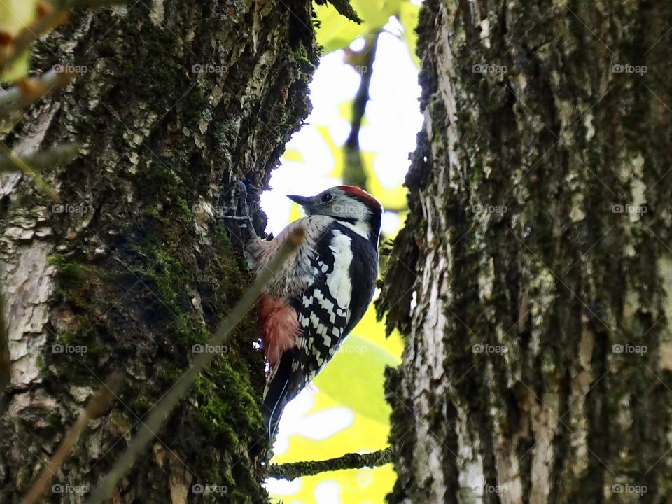 Woodpecker