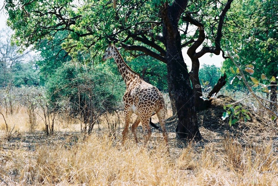 Photo safari, Zambia