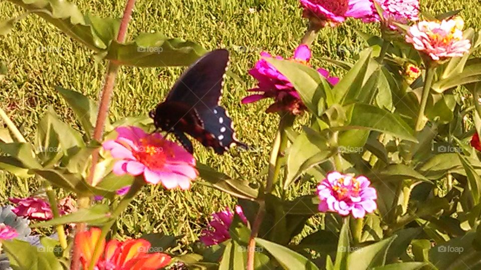 Summertime Swallowtail. A swallowtail butterfly feeding in the summer
 zinnias.