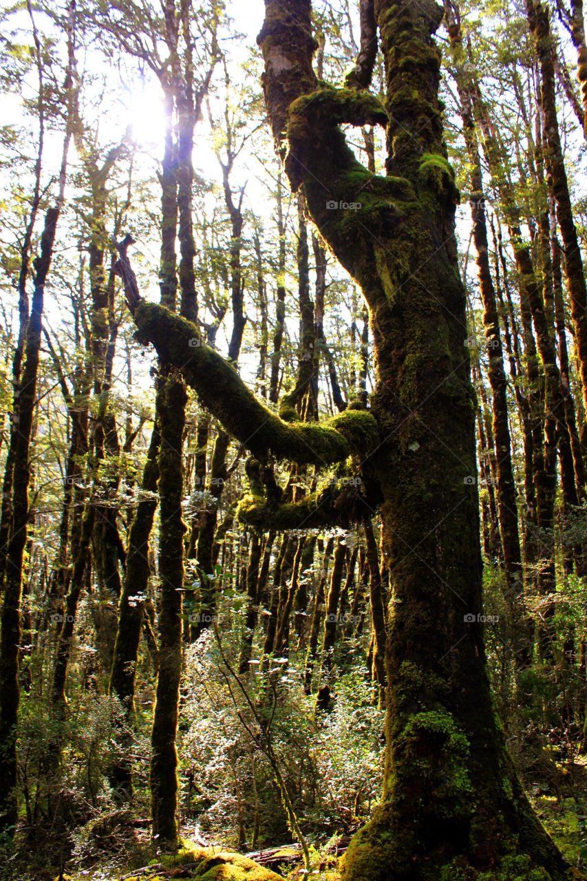 Goblin forest at day