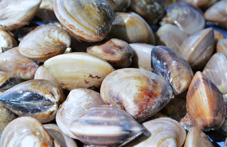 Full frame of seashells