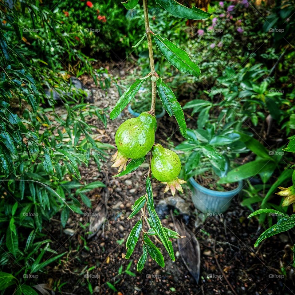 Pomegranate