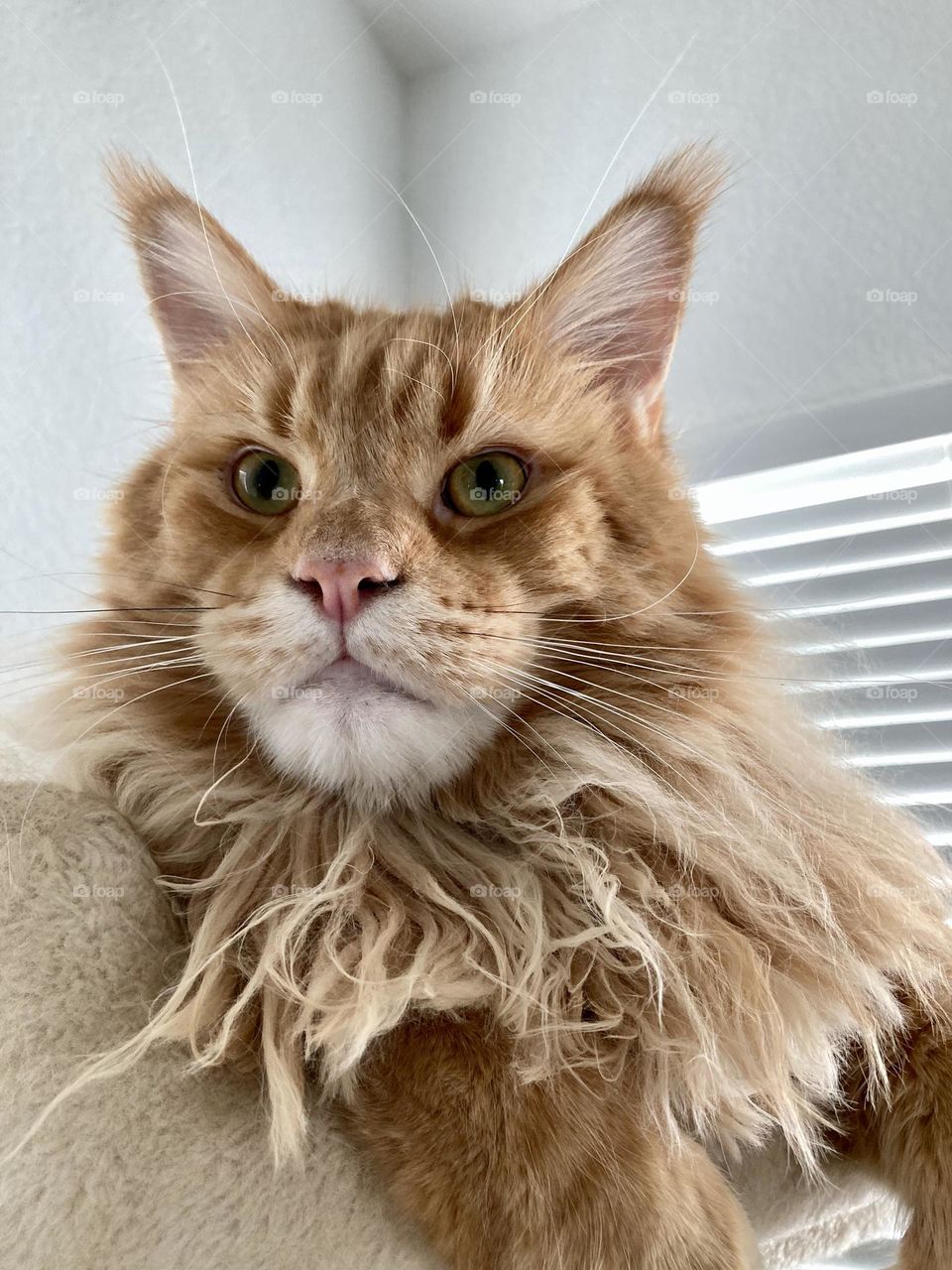 Face of red tabby maine coon cat