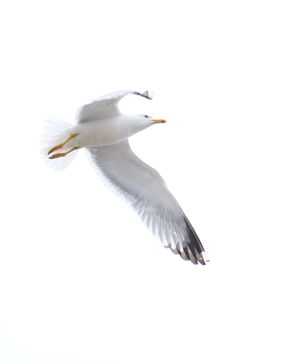 Gaviota en un cielo invernal