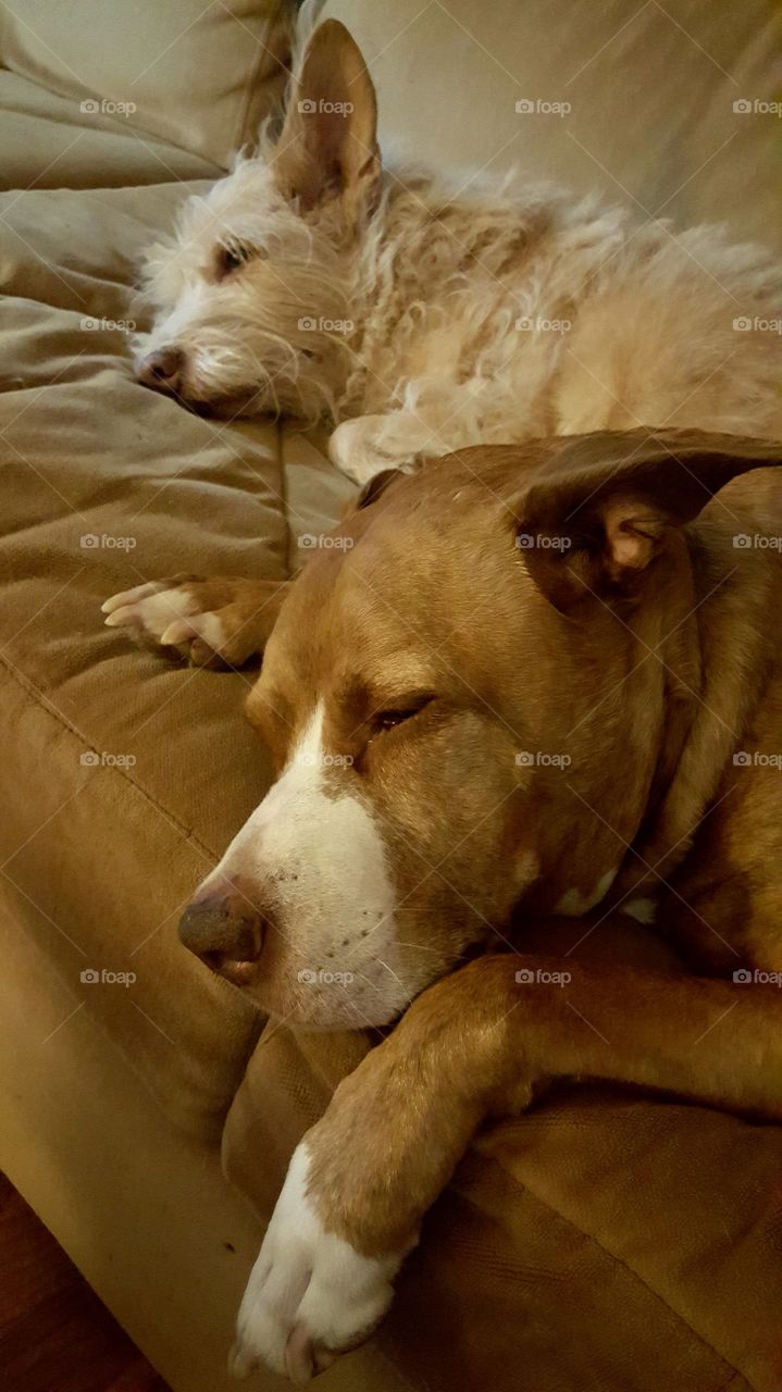 dogs sleeping on couch