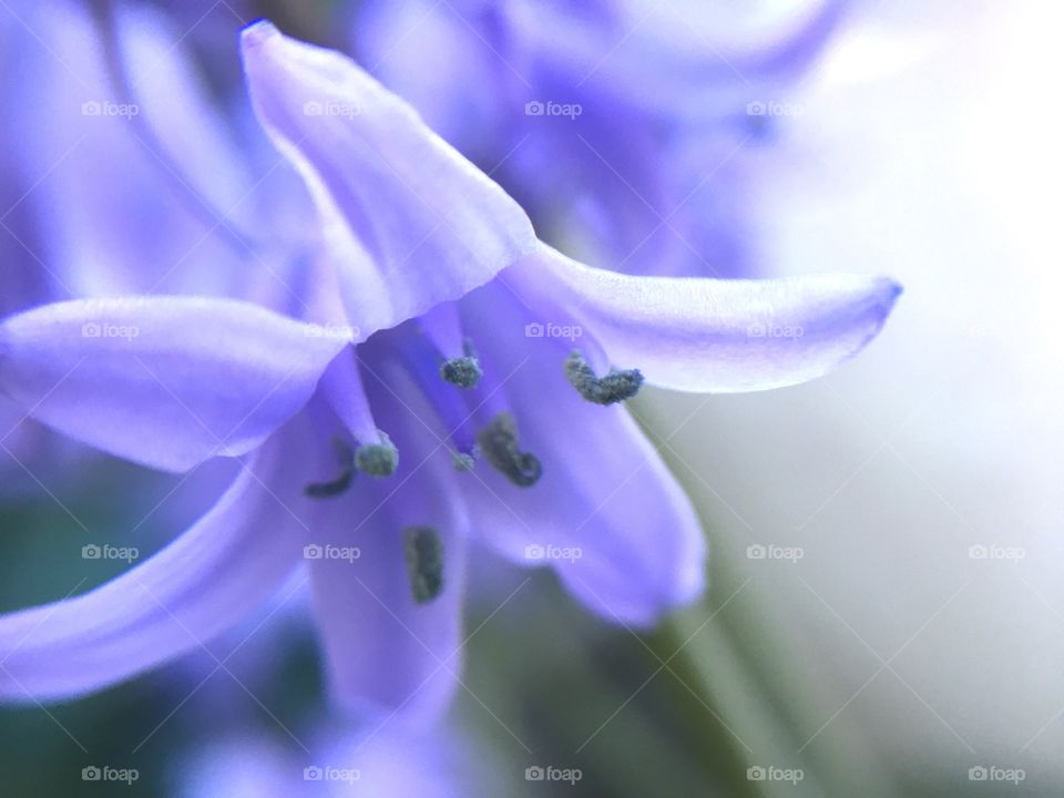 violet flower