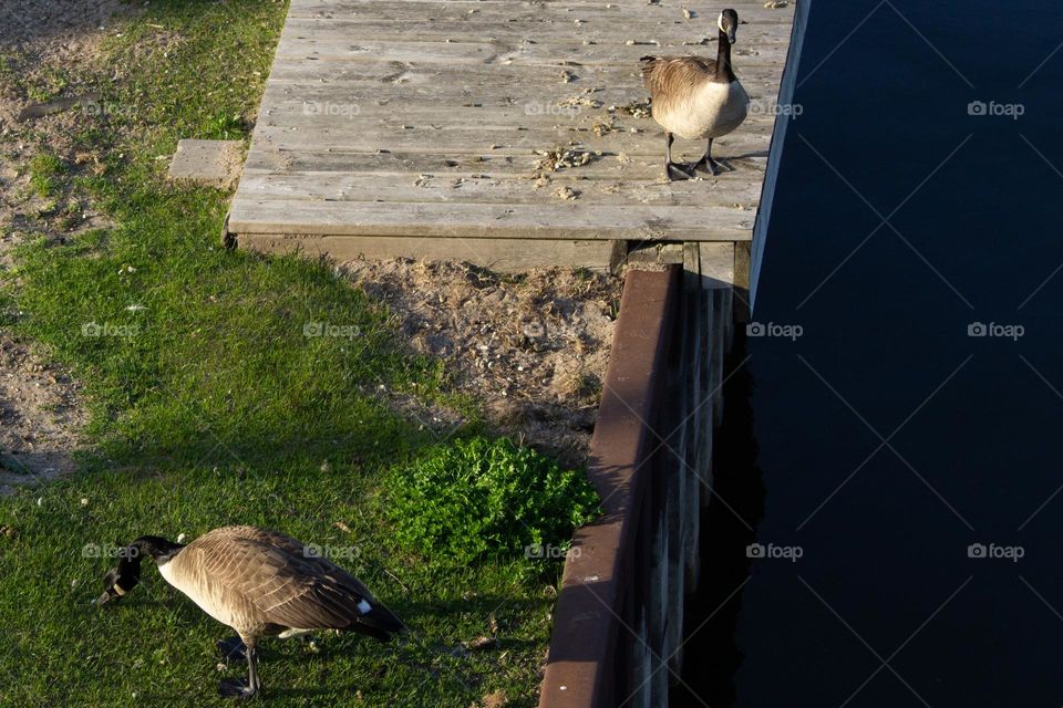 One brown and white Canada goose standing on a dock and one brown and white Canada goose standing on grass looking for food