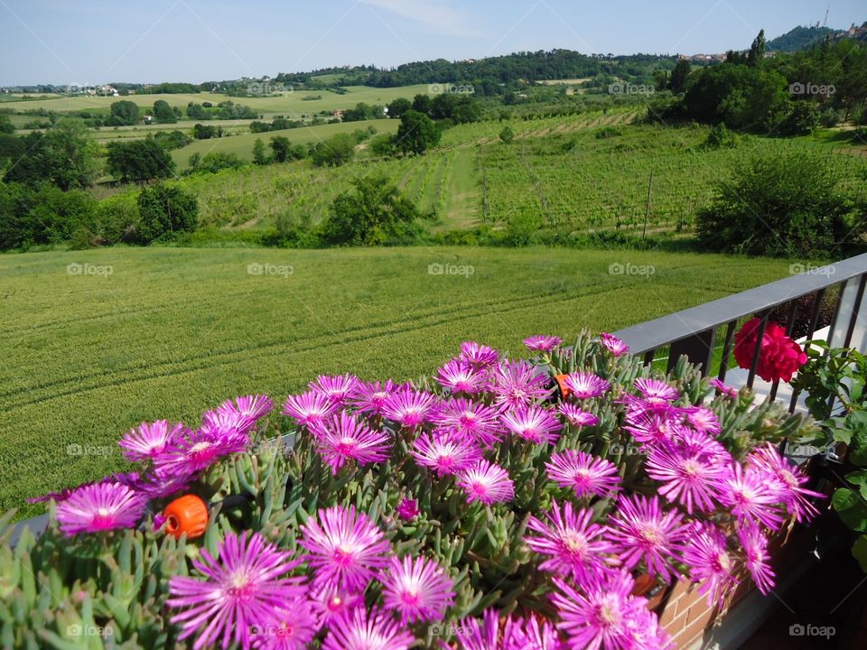 Flowers in the fence. Flowers in the fence of my home.In front of green Open field in the hill