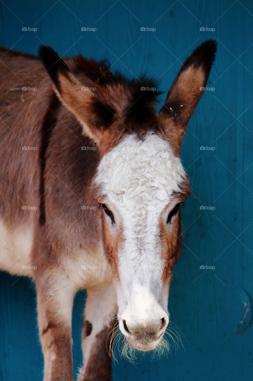 cute donkey