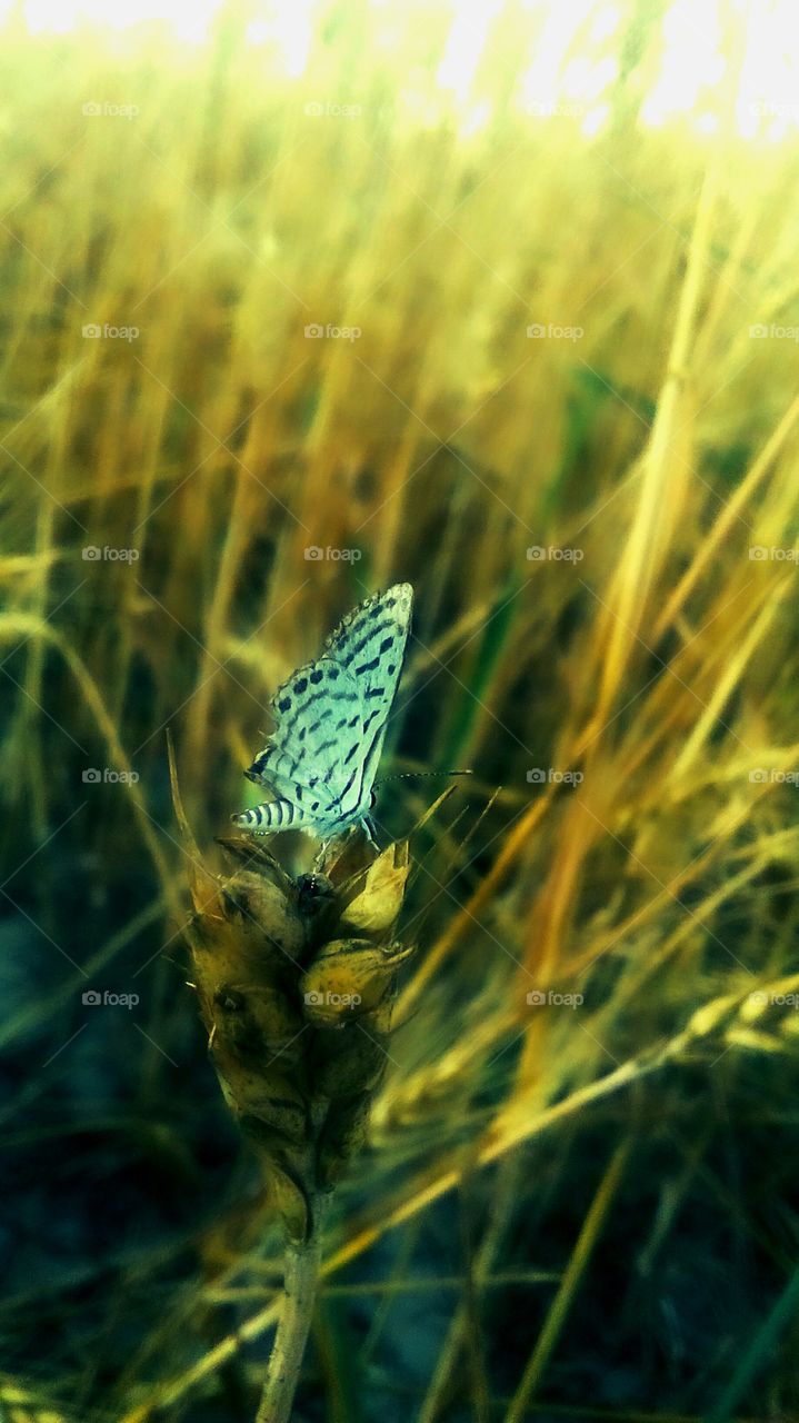 capturing butterfly.