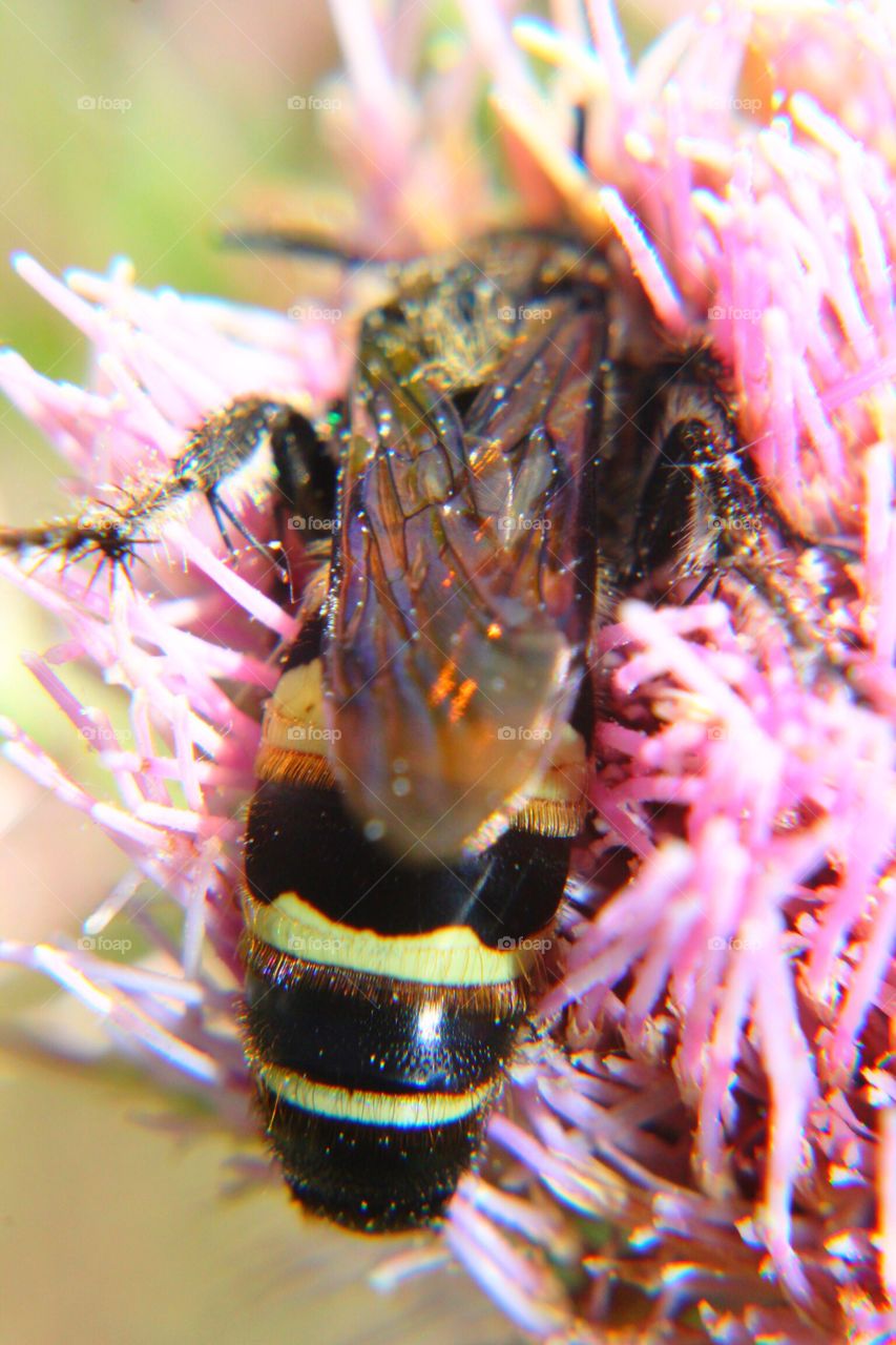 Collecting nectar on a thistle 