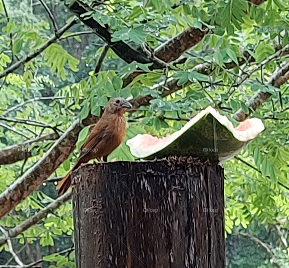 Não sei que pássaro se trata, sei que é lindo, e pertinho de minha janela.