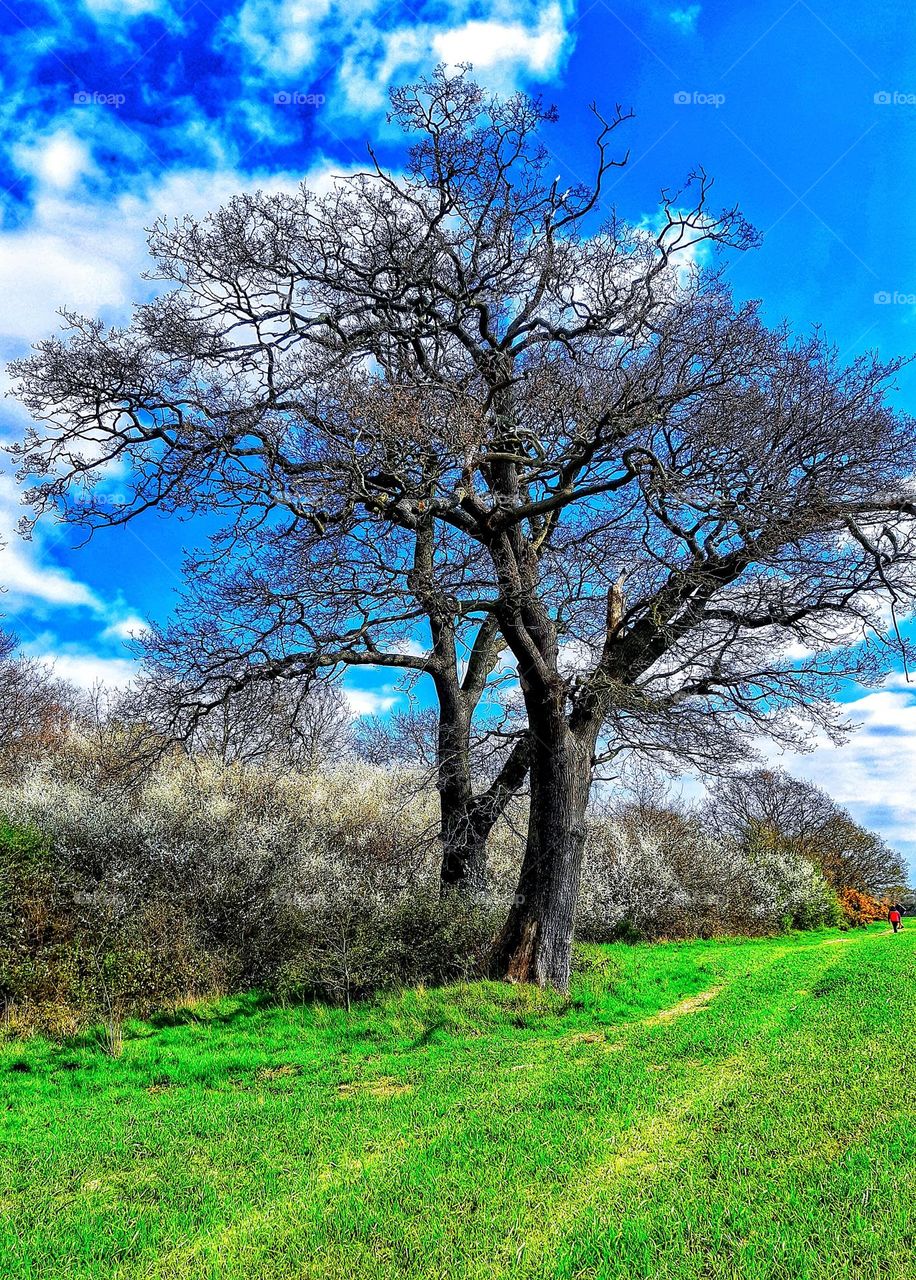 Spring landscape showing Middlewick Ranges, Colchester, Essex, UK with blackthorn blossom, blue sky, bare trees and green fields