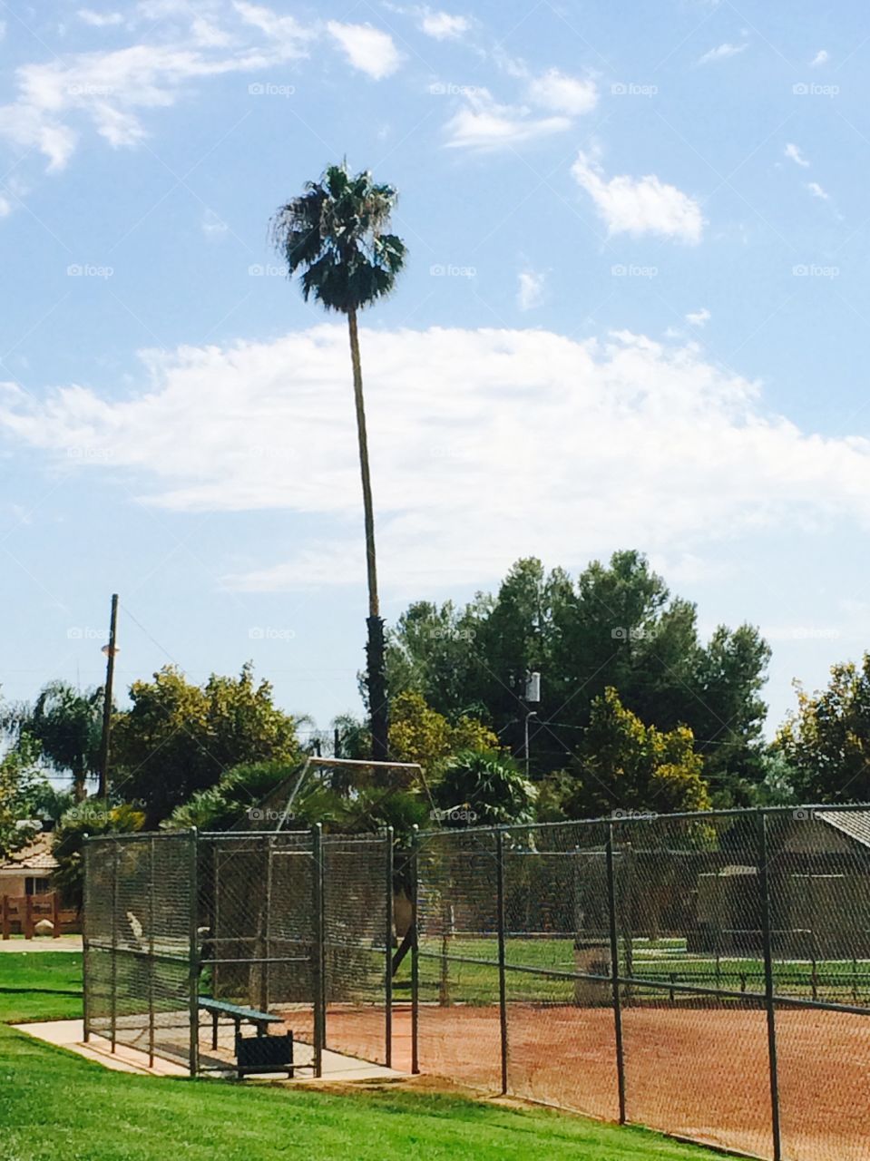 Palm tree and baseball diamond