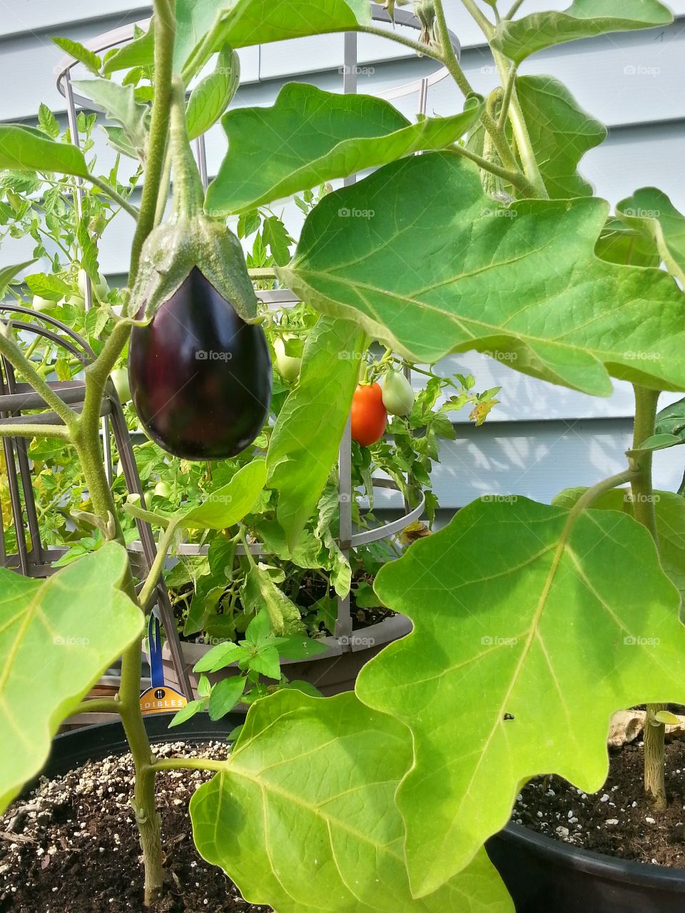 Eggplant and Plum Tomato