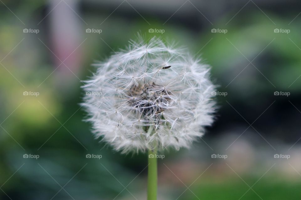 Dandelion