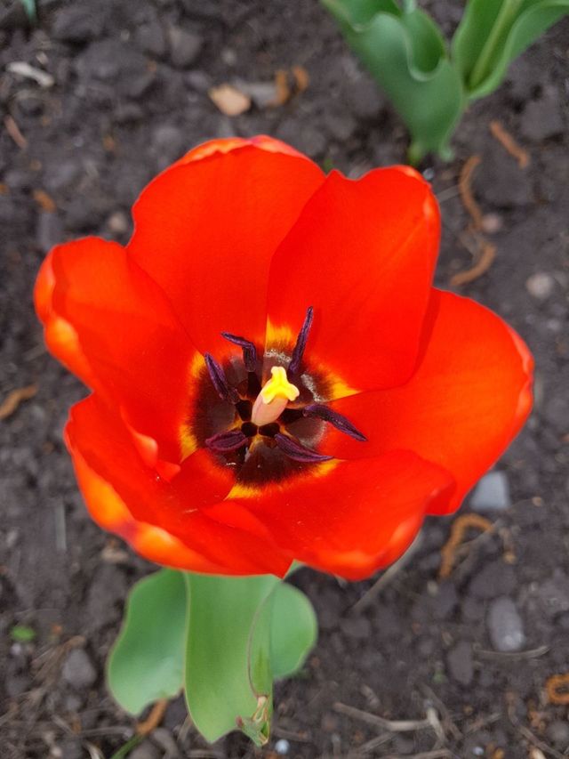 tulip