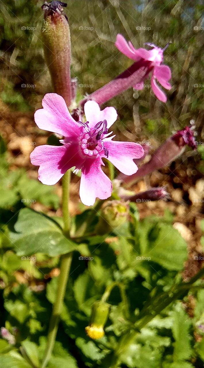 Pink flowers