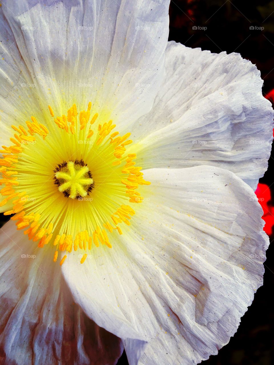 This is a photograph I captured of a delicate poppy flower. The fragility off the petals, and the vibrant colors really draw the eye in. I enjoy photographing flowers and nature in general. 