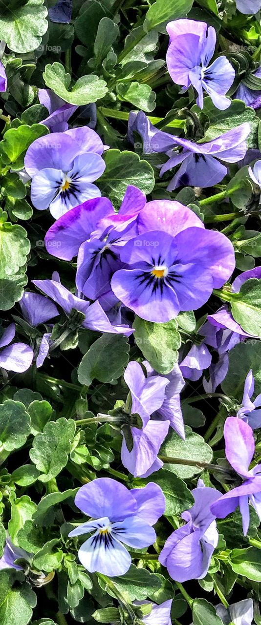 Pansies