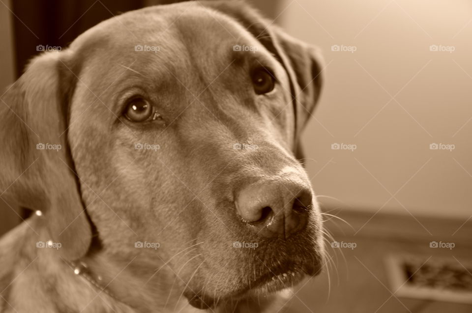 Labrador portrait in sepia tone 